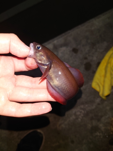 ドンコの釣果