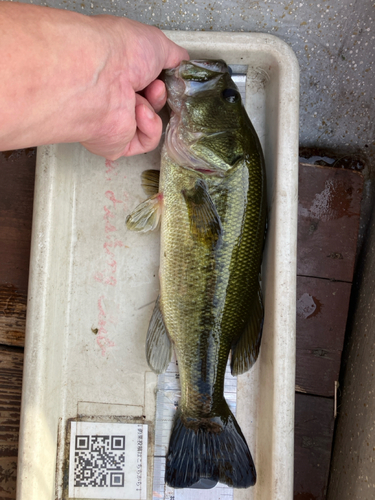 ブラックバスの釣果