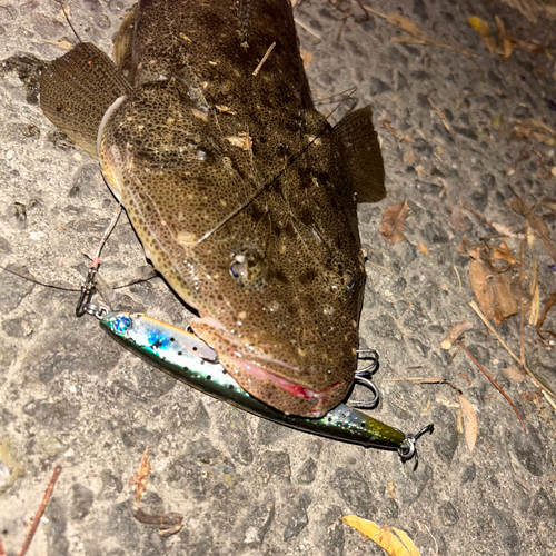 マゴチの釣果