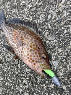 オオモンハタの釣果