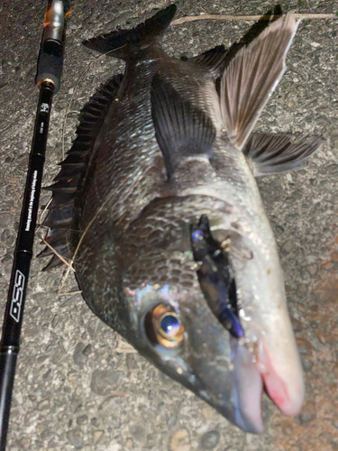 チヌの釣果