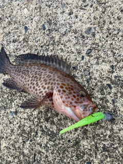 オオモンハタの釣果