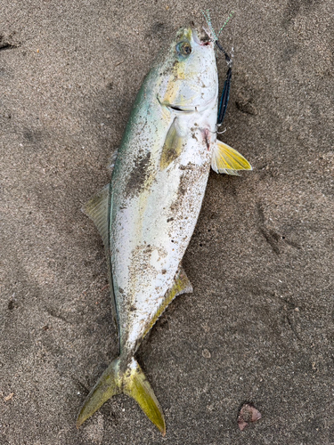 イナダの釣果