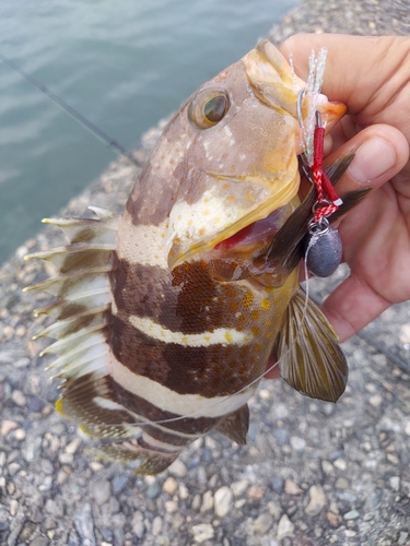 アオハタの釣果