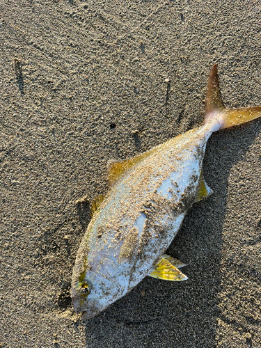 イケカツオの釣果