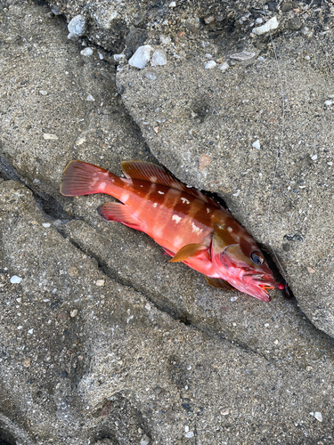 アカハタの釣果