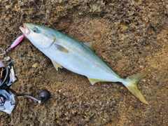 イナダの釣果