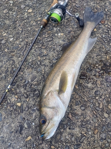 フッコ（マルスズキ）の釣果