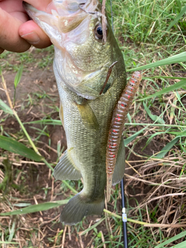 ラージマウスバスの釣果