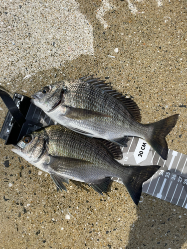 メイタの釣果