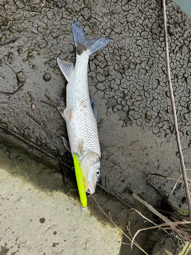 ニゴイの釣果