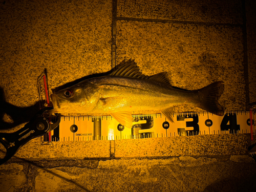 フッコ（マルスズキ）の釣果