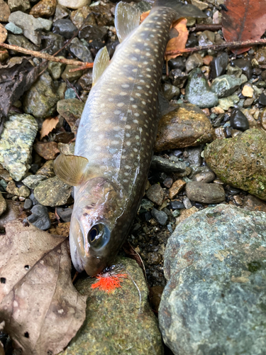 イワナの釣果