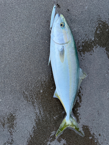 イナダの釣果