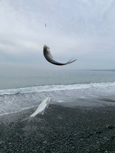 ツバメコノシロの釣果