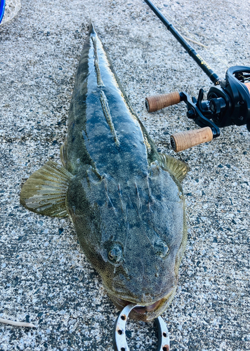 マゴチの釣果