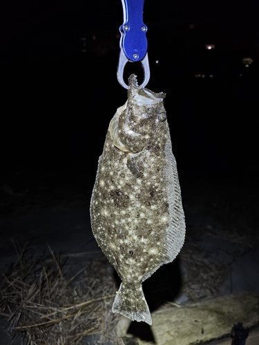 ソゲの釣果