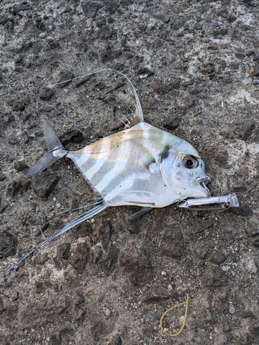 イトヒキアジの釣果