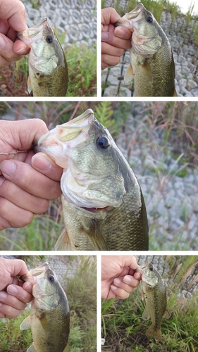 ブラックバスの釣果