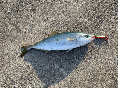 ワカシの釣果