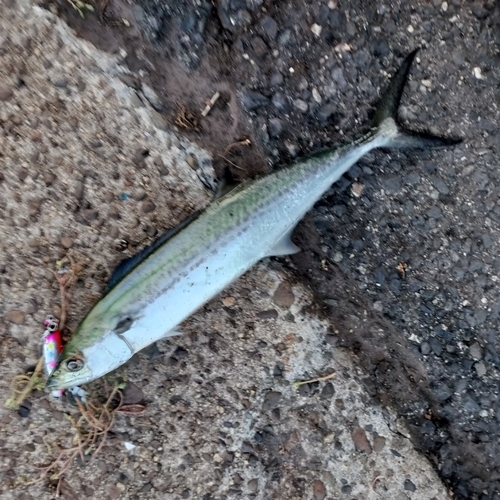 サゴシの釣果