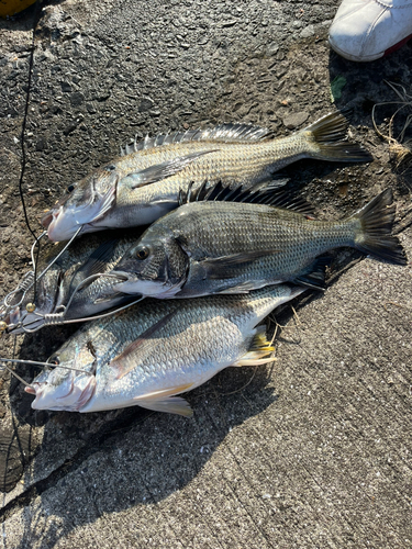 チヌの釣果