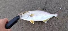 ショゴの釣果