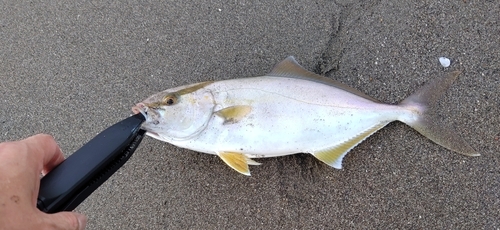 ショゴの釣果