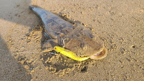 マゴチの釣果