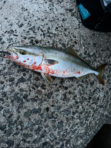 ハマチの釣果