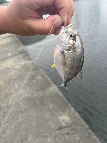 メッキの釣果