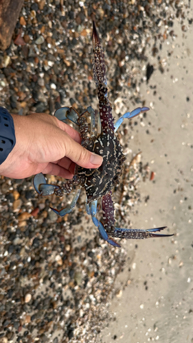 タイワンガザミの釣果