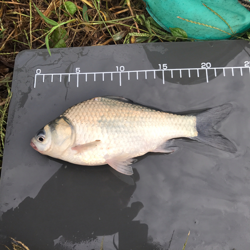 ヘラブナの釣果