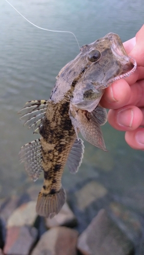 マハゼの釣果