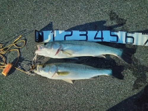 カワハギの釣果