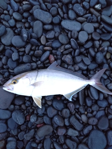 ネイリの釣果