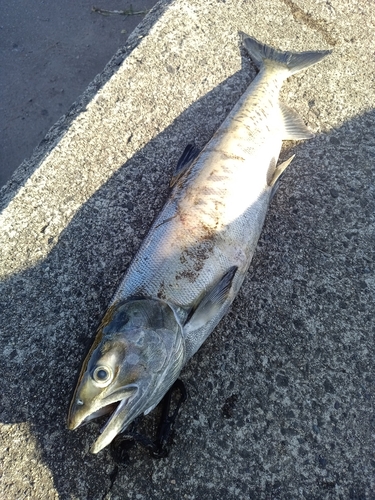 アキアジの釣果