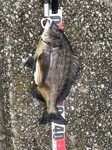 クロダイの釣果