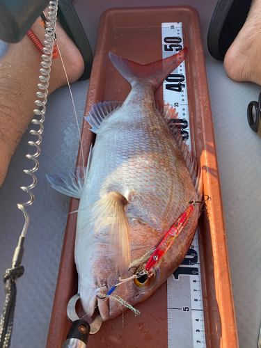 マダイの釣果