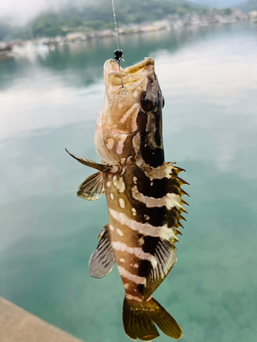 クエの釣果