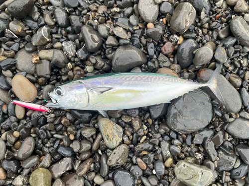 ヒラソウダの釣果