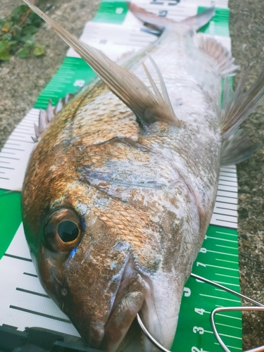 マダイの釣果