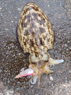 コウイカの釣果