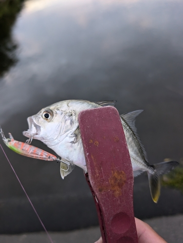 メッキの釣果