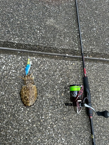 コウイカの釣果