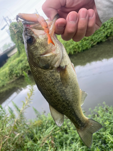 ラージマウスバスの釣果