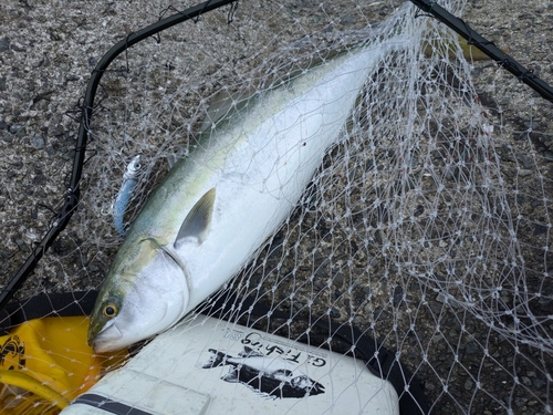 メジロの釣果