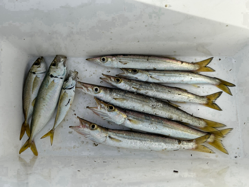 カマスの釣果