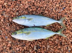 ワカナゴの釣果