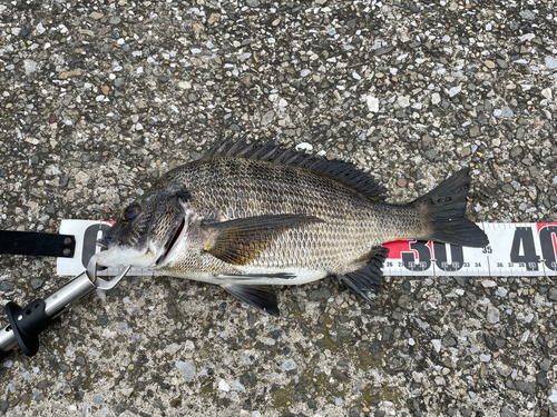 クロダイの釣果